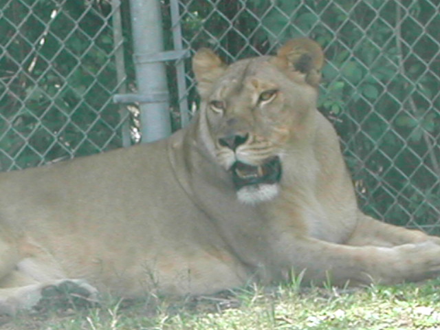 florida - west palm beach - lion country safari