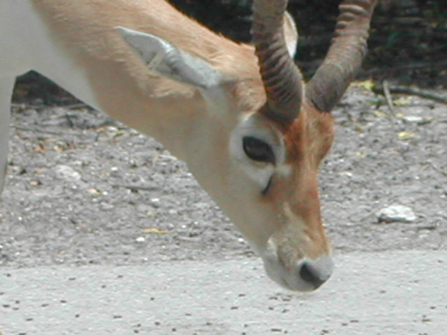 florida - west palm beach - lion country safari