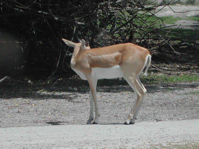 florida - west palm beach - lion country safari