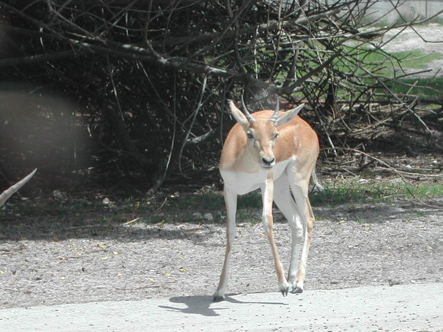 florida - west palm beach - lion country safari