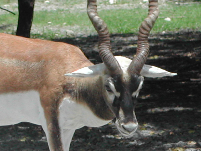 florida - west palm beach - lion country safari