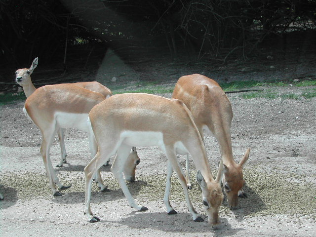 florida - west palm beach - lion country safari