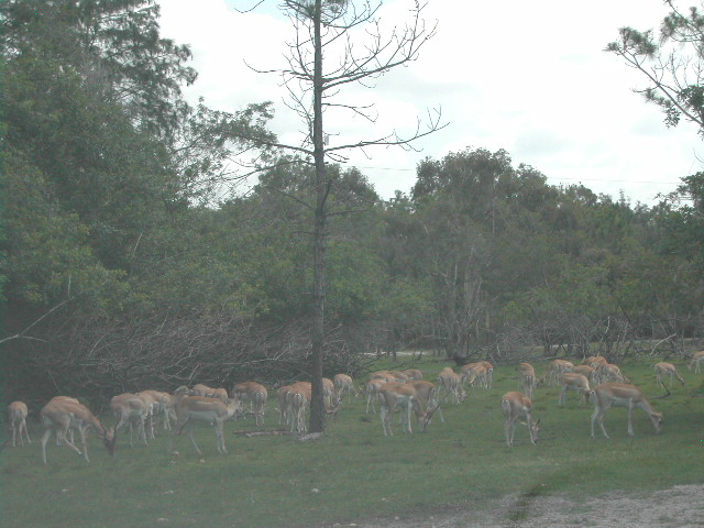 florida - west palm beach - lion country safari