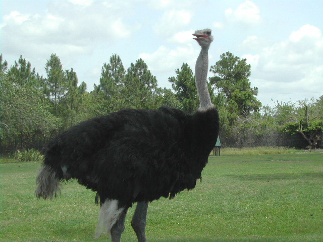 florida - west palm beach - lion country safari