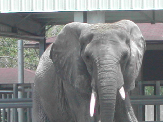 florida - west palm beach - lion country safari