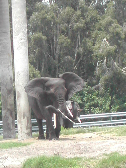 florida - west palm beach - lion country safari