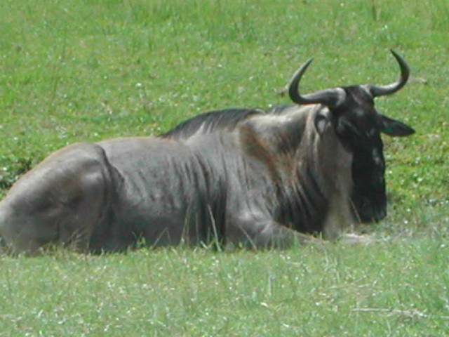 florida - west palm beach - lion country safari