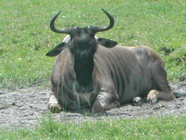 florida - west palm beach - lion country safari