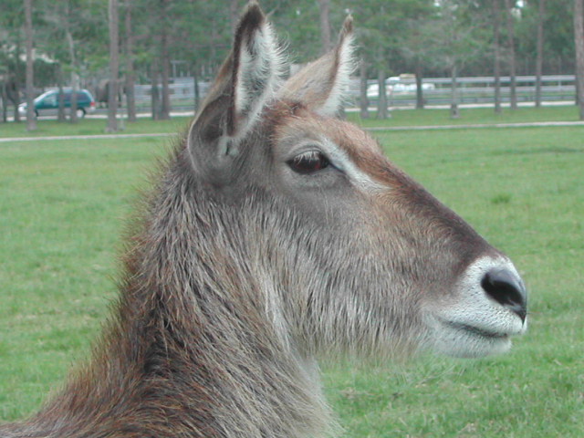 florida - west palm beach - lion country safari