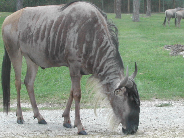 florida - west palm beach - lion country safari