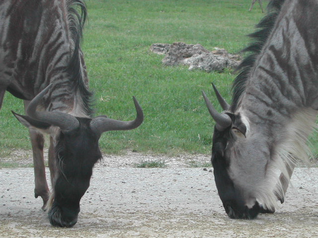 florida - west palm beach - lion country safari