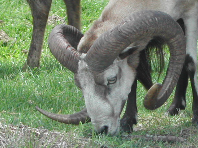 florida - west palm beach - lion country safari