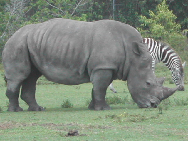 florida - west palm beach - lion country safari