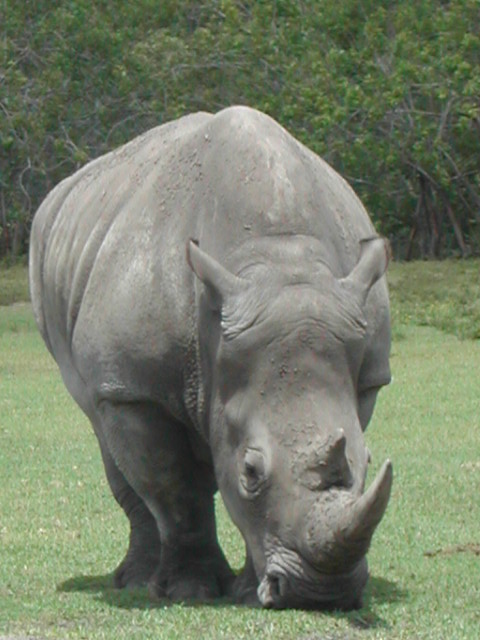 florida - west palm beach - lion country safari