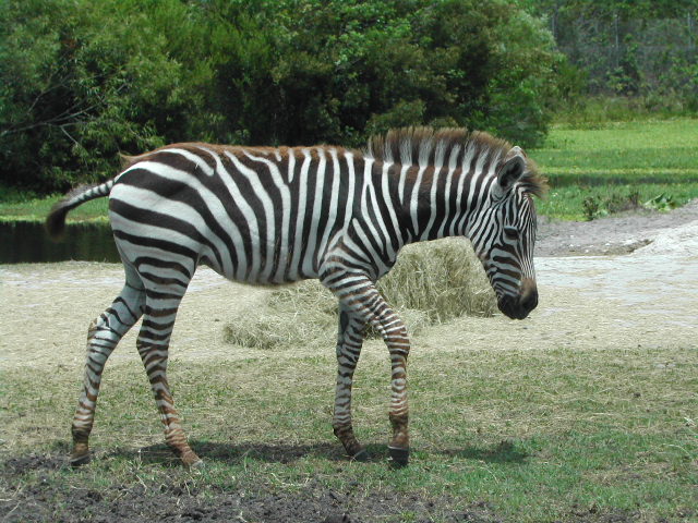 florida - west palm beach - lion country safari