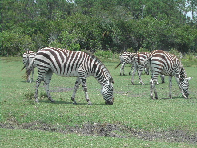 florida - west palm beach - lion country safari