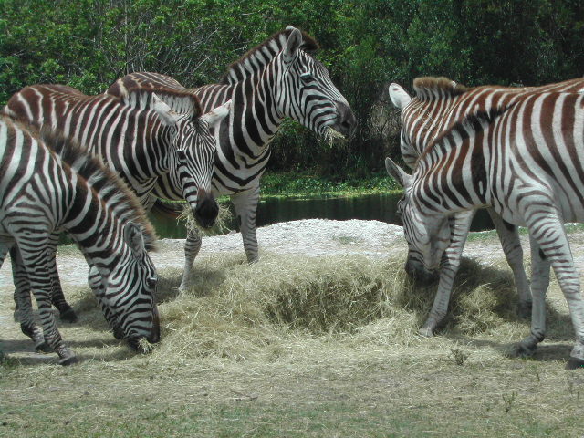 florida - west palm beach - lion country safari