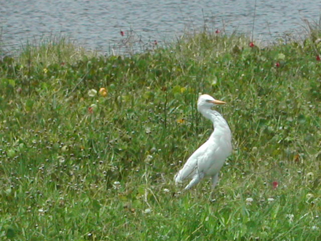 florida - west palm beach - lion country safari