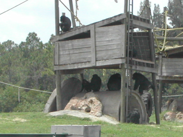 florida - west palm beach - lion country safari