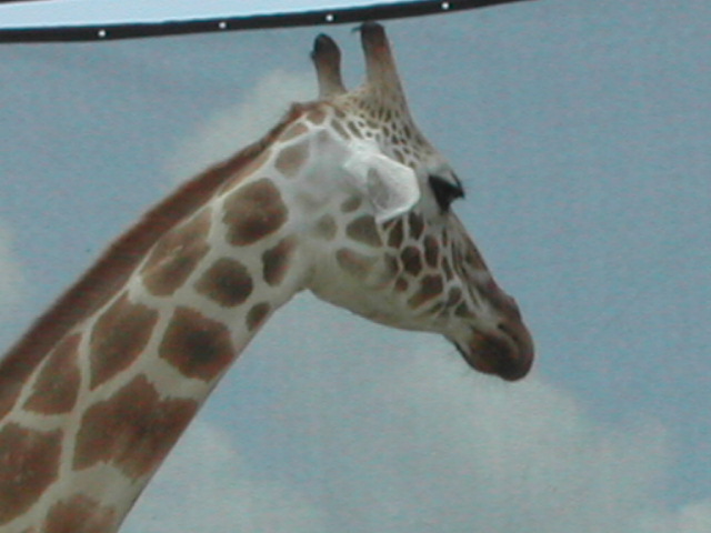 florida - west palm beach - lion country safari