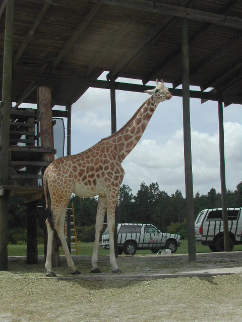 florida - west palm beach - lion country safari