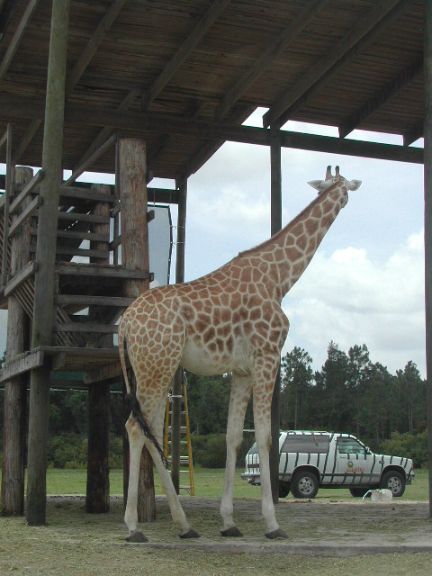 florida - west palm beach - lion country safari