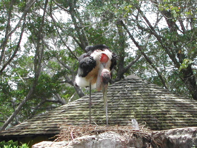 florida - west palm beach - lion country safari