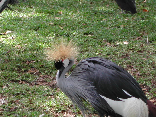 florida - west palm beach - lion country safari