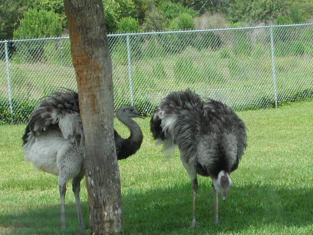 florida - west palm beach - lion country safari