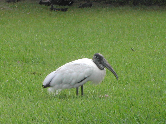 florida - west palm beach - lion country safari