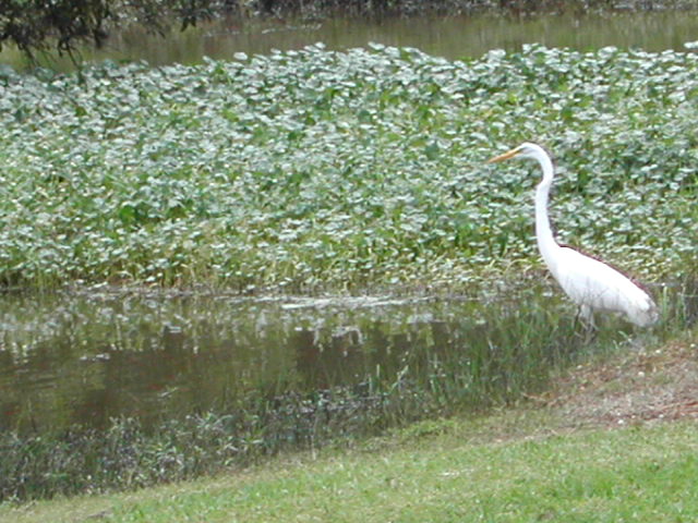 louisiana - jungle gardens