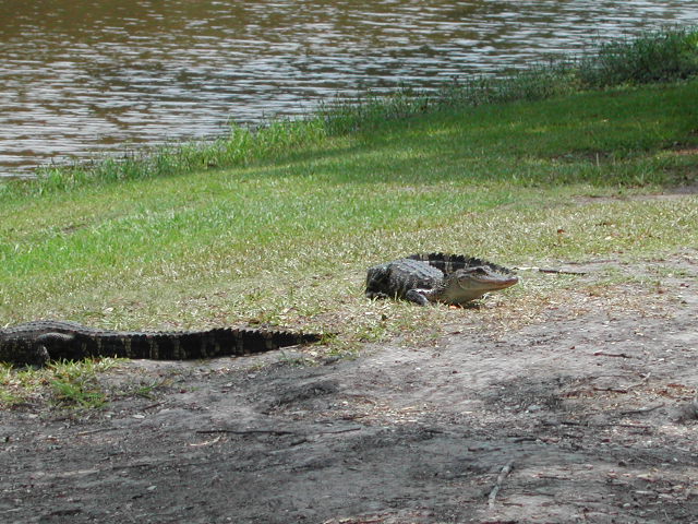 louisiana - jungle gardens