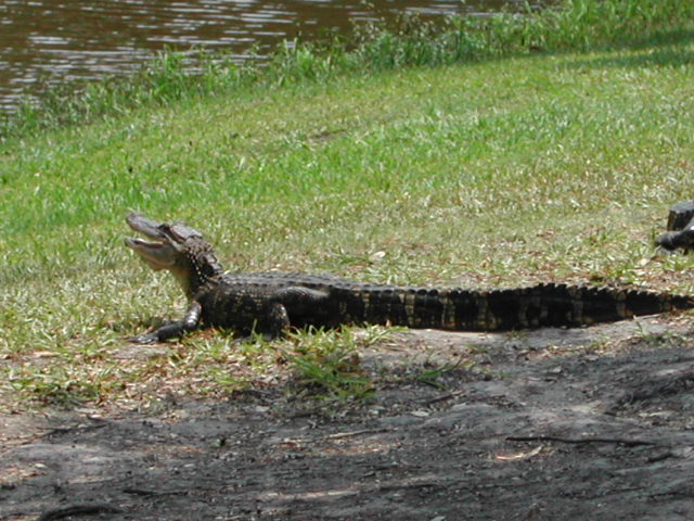 louisiana - jungle gardens