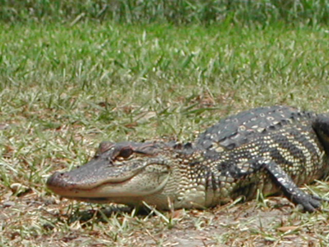 louisiana - jungle gardens