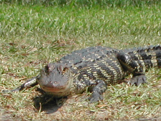 louisiana - jungle gardens