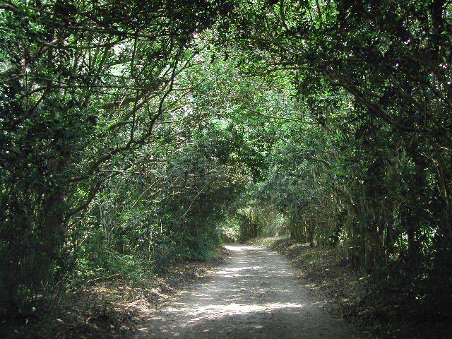 louisiana - jungle gardens