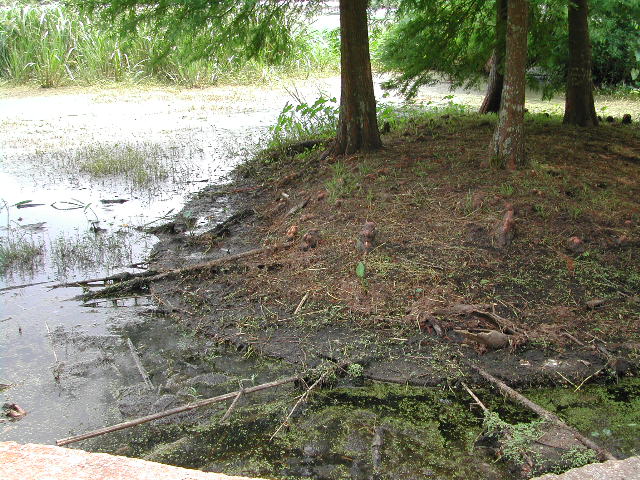 louisiana - jungle gardens