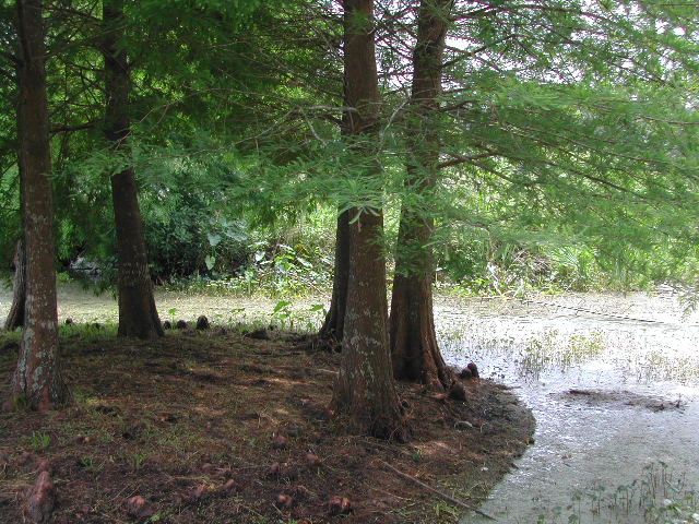 louisiana - jungle gardens