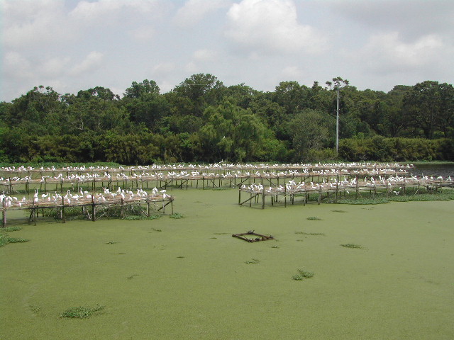 louisiana - jungle gardens