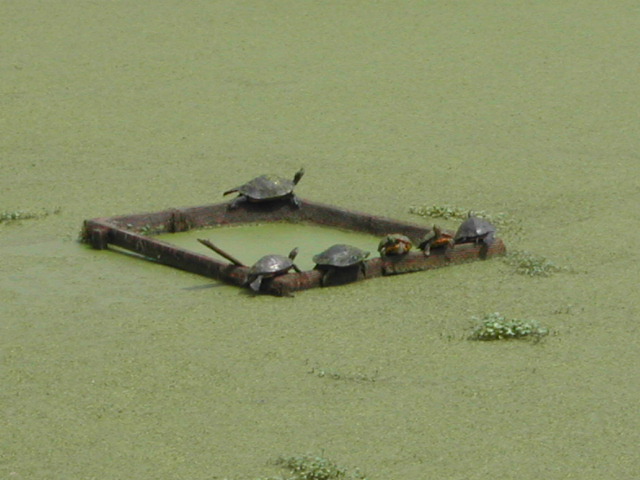 louisiana - jungle gardens