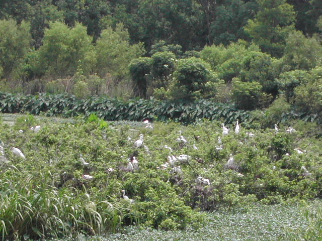 louisiana - jungle gardens