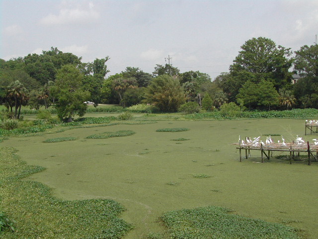 louisiana - jungle gardens