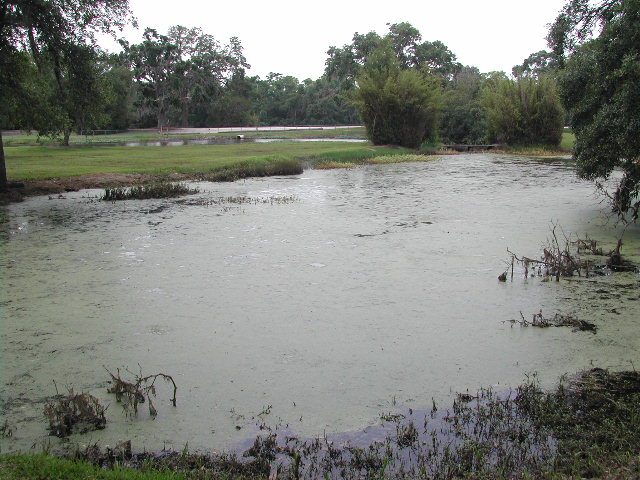 louisiana - jungle gardens