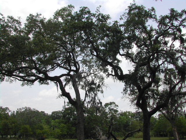 louisiana - jungle gardens