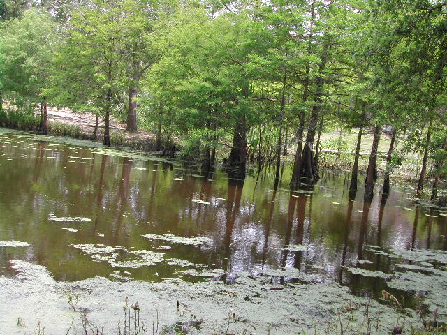 louisiana - jungle gardens