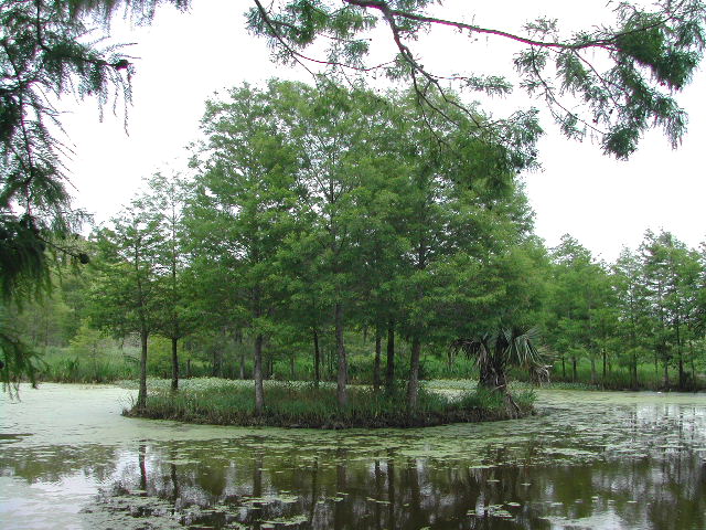 louisiana - jungle gardens