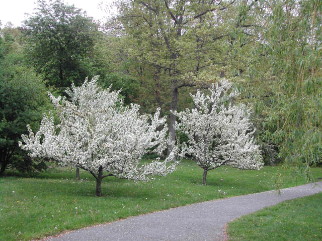 boston - lars andersen park