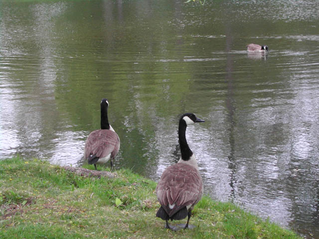 boston - lars andersen park