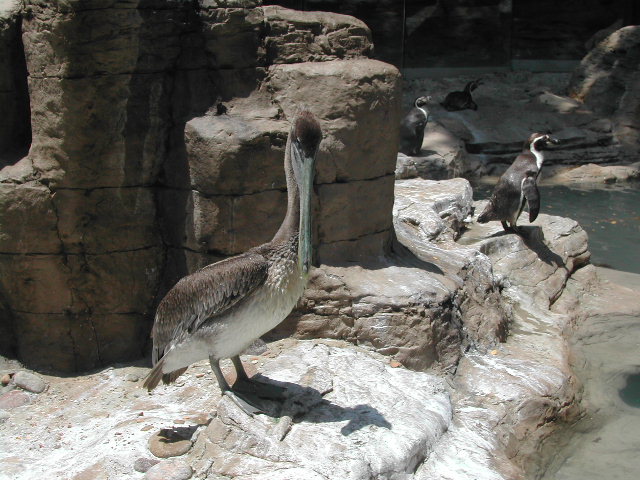 missouri - st.louis - at the zoo