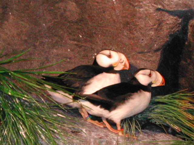 missouri - st.louis - at the zoo